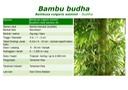 BNV-Katalog-Bambu-Hias08