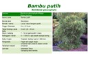 BNV-Katalog-Bambu-Hias12