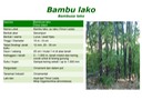 BNV-Katalog-Bambu-Hias14
