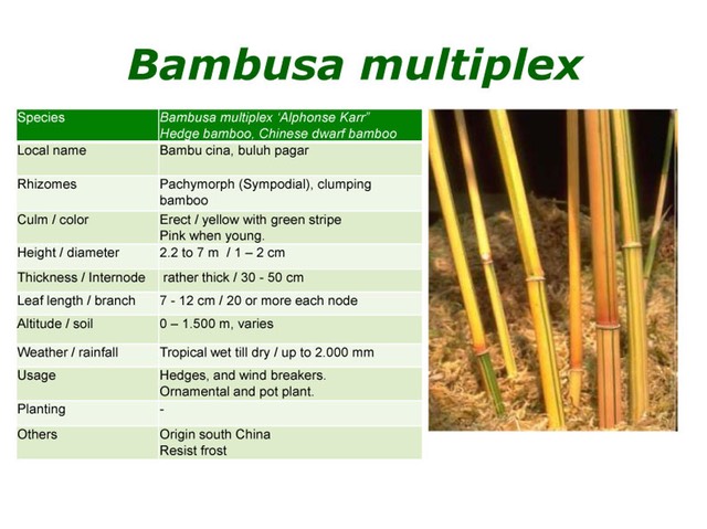 BAMBUSA-MULTIPLEX